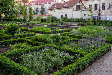 Amazing nature with boxwood bushes and purple flowering   in Berbnardine gardens in Vilnius - obrazy, fototapety, plakaty