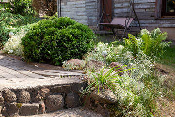 Gardening  with small  round-shape thuja  and mall white flowers on the grass  near house  and stone path  in Vilnius 