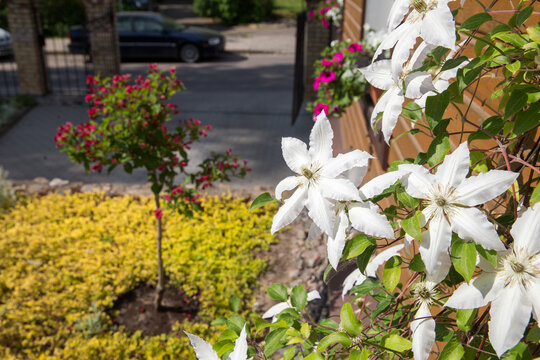 clematis lanuginosa and some tree with red flowers in ordinary private houses in Vilnius