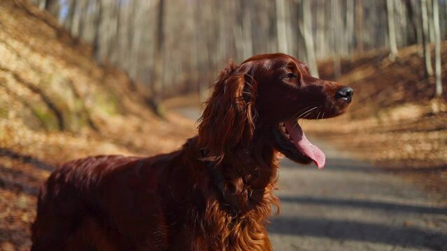 Autumn portrait dog breed Irish setter in sunshine gold color forest. FullHD footage