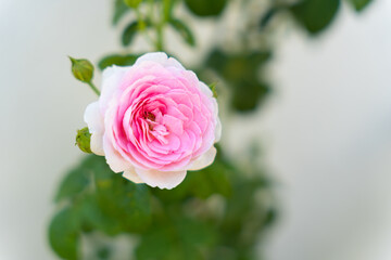 flower in garden with blur green background, Beautiful a pink rose and green plants in the park. Branches of blooming rose with soft focus on a gentle green background