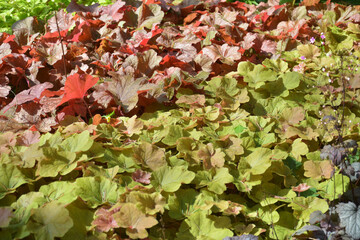 red and green leaves