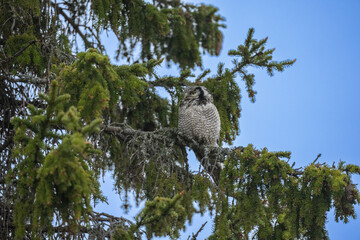 The Northern hawk owl (Surnia ulula)