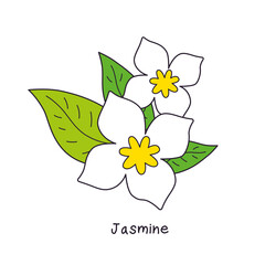 White jasmine flowers with leaves isolated vector