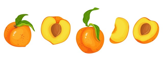 A set of ripe apricots.Whole sweet fruits and halves. Cartoon vector graphics.