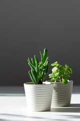 Two small succulents in gray ceramic pots stand on a white wooden table against a gray wall. Hard light. Contrasting shadows. Crassula the Hobbit. Crassula Portulacaria Afra Elephant Bush.