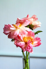 Bouquet of three coral-colored peonies in full bloom. Peony Coral Sunset