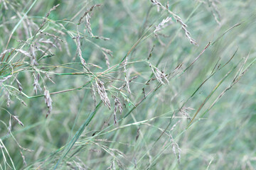 Meadow grasses. Natural blurred background.