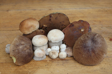 White mushrooms lying on the table close-up.