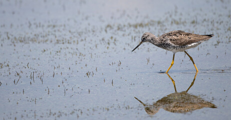 Greater Yellowlegs in a sod farm