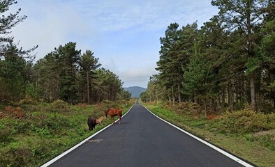 Carretera rural en Galicia