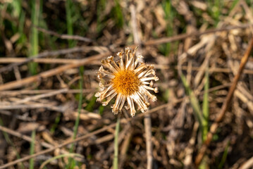Dry flower