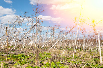 Heracleum plant