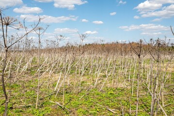 Obraz premium Heracleum plant