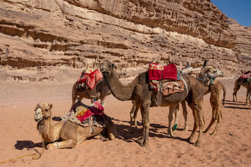 Fototapeta premium Camels in the Wadi Rum desert, Jordan