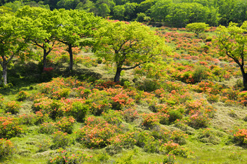 群馬県の初夏　赤城山白樺牧場のレンゲツツジ