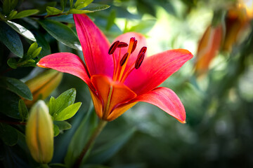 Red lily