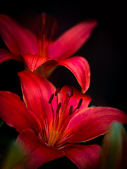 Macro of red lily