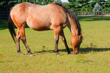 Grazing roan horse, profile view