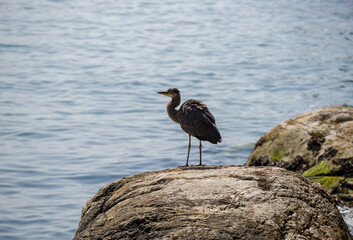 A grey heron hunting in the sea. Wildlife nature