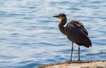 A grey heron hunting in the sea. Wildlife nature