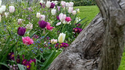 Magnificent dive through twisting tree, revealing a paradise of colorful tulips, Close-up