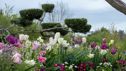 Tall bonsai trees and a garden of tulips and other ornamental flowers, surrounded by a mowed lawn, on a cloudy end of day