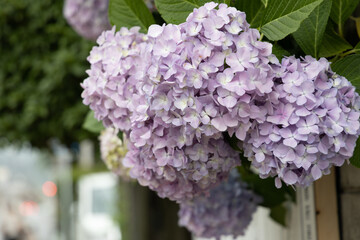 梅雨あじさい