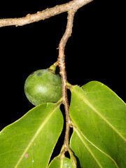 Leaves and fruit of the critically endangered species of tree Pleodendron costaricense