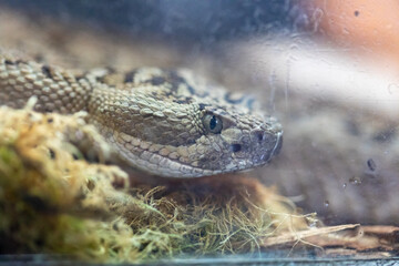Great Basin Rattlesnake Crotalus Oreganus Lutosus Macro
