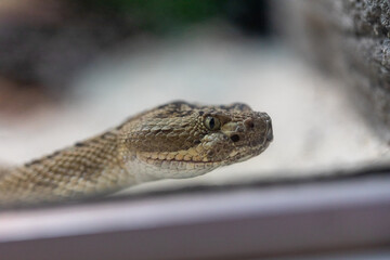 Great Basin Rattlesnake Crotalus Oreganus Lutosus Macro