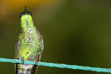 Beija-flor verde visto de baixo, pousado em uma corda