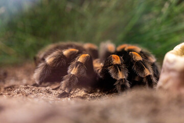 Red Knee Tarantula Brachypelma Smithi