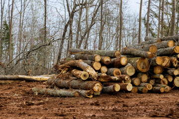 New development with trees have been cleared on land clearing forest