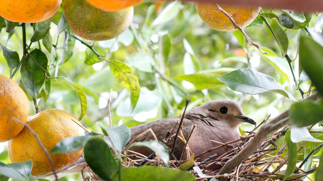 Uma rolinha em seu ninho em um limoeiro carregado de frutos maduros