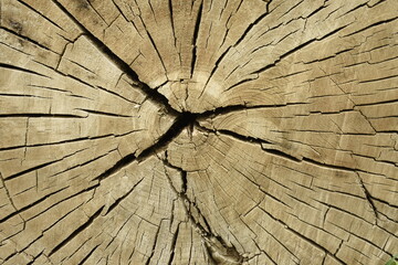 Cracked Log