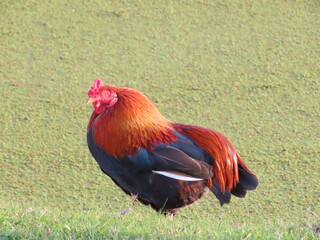 rooster on the farm