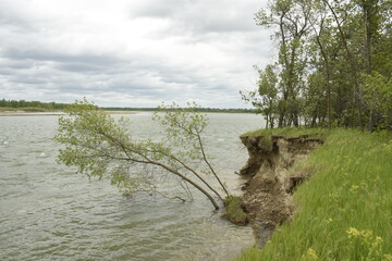 Tree in Missouri River