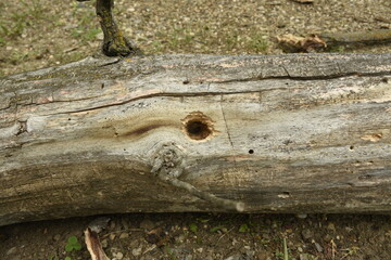Hole In Log