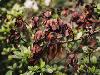 Dry leaves