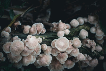 White mushroom