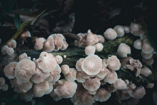 White Mushroom