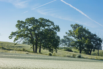 View of a hill pasture in the morning with oak trees, blue sky, and a wheat field with dew in the summer. - Powered by Adobe