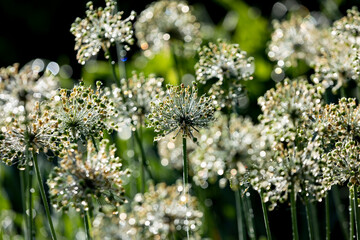 Allium heads that are finished blooming with heavy dew on a sunny day in the morning.