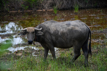 Domestic water buffalo standing on green grass
