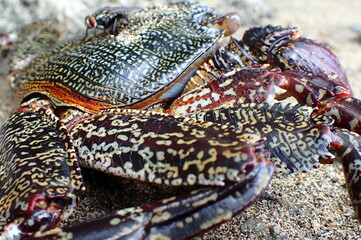 Costa Rica Pacific sea life