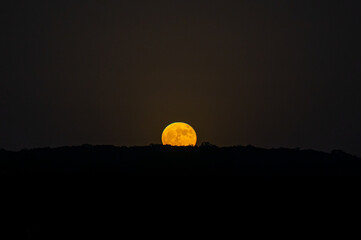 June 2022 Strawberry Super Moon, full moon rising over trees with orange haze.  Large orange moon...