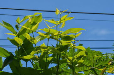 Mature guava and papaya plant with fresh leaves on a sunny morning with blurred stretch of power lines on a clear sky background