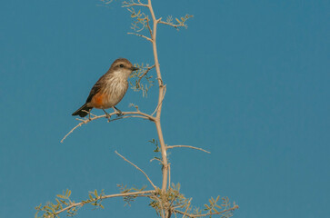 bird from northern chile on blue background