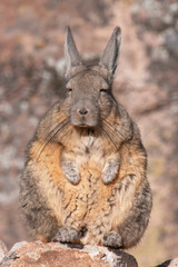 peruvian rodent photographed in the north of chile